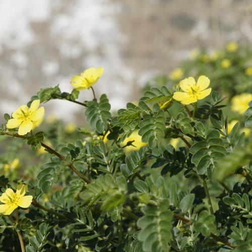 Las bondades del Abrojo - Tribulus Terrestris Las bondades del Abrojo - Tribulus Terrestris