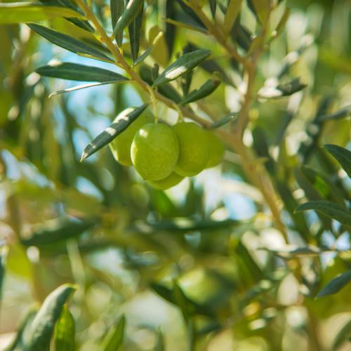 El OLIVO, orígenes, árbol, fruto, historia y demás regalos El OLIVO, orígenes, árbol, fruto, historia y demás regalos
